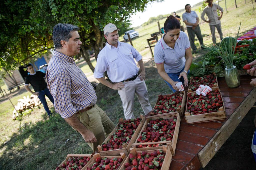 *CAPITANICH RECORRIÓ UN CAMPO DE FRUTILLAS EN LA EDUVIGIS: "CHACO TUVO UN SALTO CUIALITATIVO EN PRODUCCIÓN"*