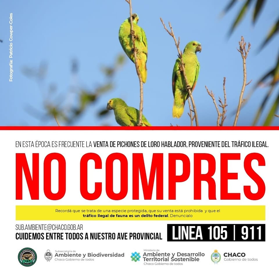 SOLICITAN A LA COMUNIDAD DENUNCIAR EL TRÁFICO ILEGAL DE LOROS HABLADORES