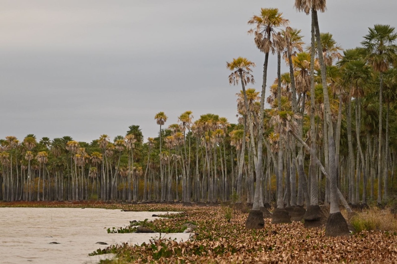 PROVINCIA Y NACIÓN AVANZAN EN LA CREACIÓN DE UN NUEVO PARQUE NACIONAL EN LA LAGUNA EL PALMAR