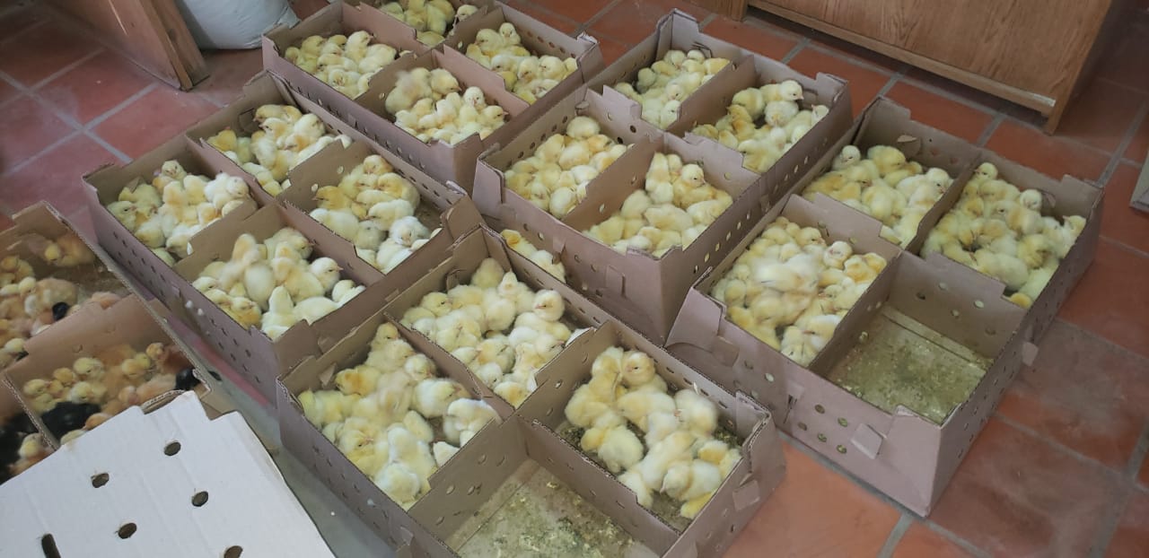 MÁS DE MIL POLLOS Y PONEDORAS ADQUIRIERON VECINOS EN LA 12° COMPRA DIRECTA 2022