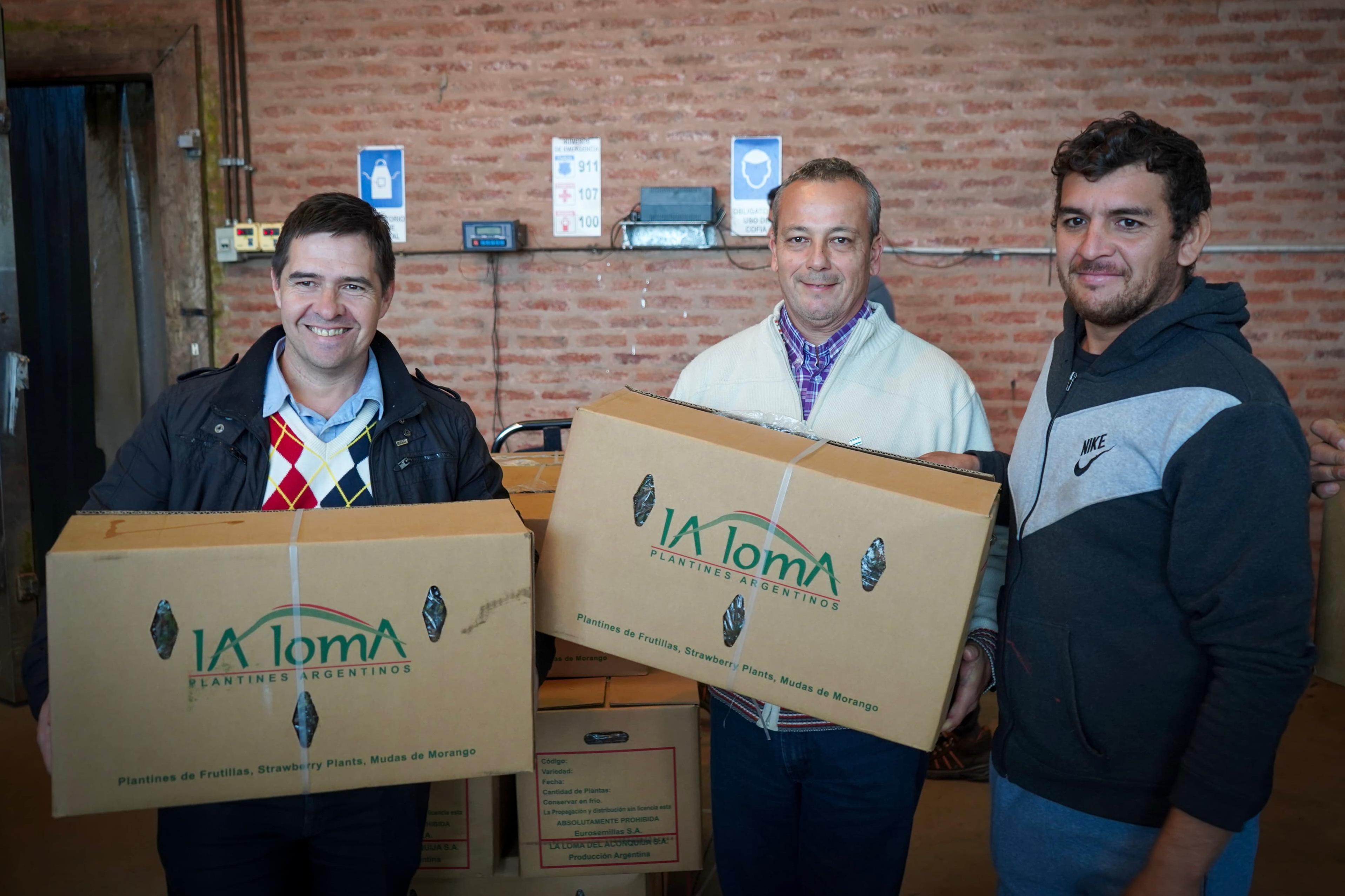 *IMPULSO AL SECTOR AGRÍCOLA: GOBIERNO ENTREGÓ PLANTINES DE FRUTILLAS A PRODUCTORES DE 30 LOCALIDADES*